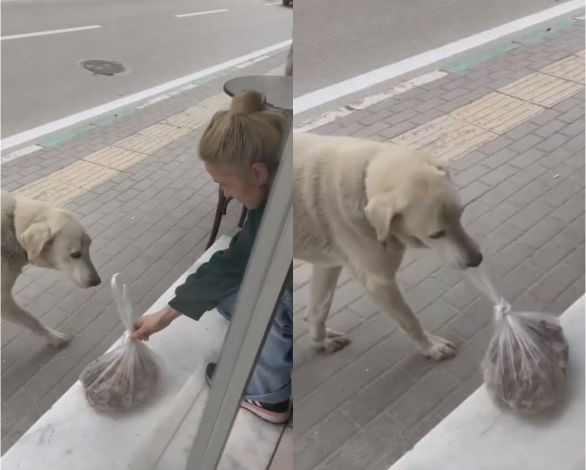 Her gün dükkana gelen köpeği besleyen esnaf yüzleri gülümsetti