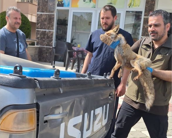 Balıkesir'de Şoka Giren Tilki Kurtarıldı