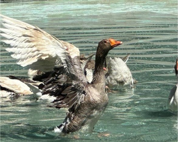 Edremit’in ördekli parkı geri geldi