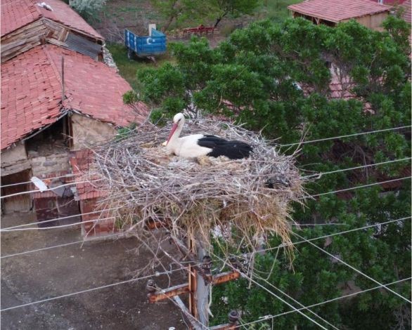 Dronu gören leylek yumurtalarını saklamaya çalıştı