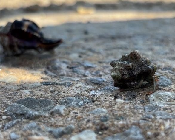 Balıkesir'de Deniz Kabuğu Çalmış Hermit Görüldü
