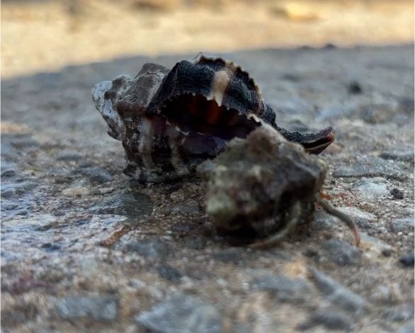 Balıkesir'de Deniz Kabuğu Çalmış Hermit Görüldü