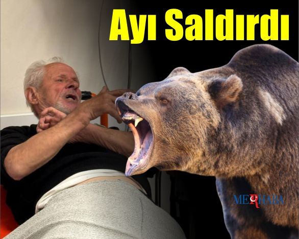 Balıkesir'De Vatandaşa Ayı Saldırısı