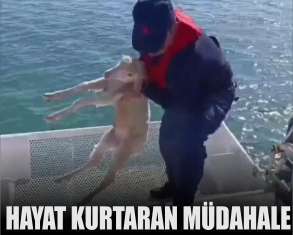 Cunda Açıklarında Denizde Sürüklenen Kuzu Kurtarıldı