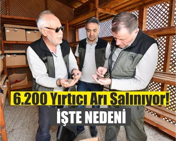 Yırtıcı Arı Torymuslar Balıkesir'de Üretilmeye Başlandı
