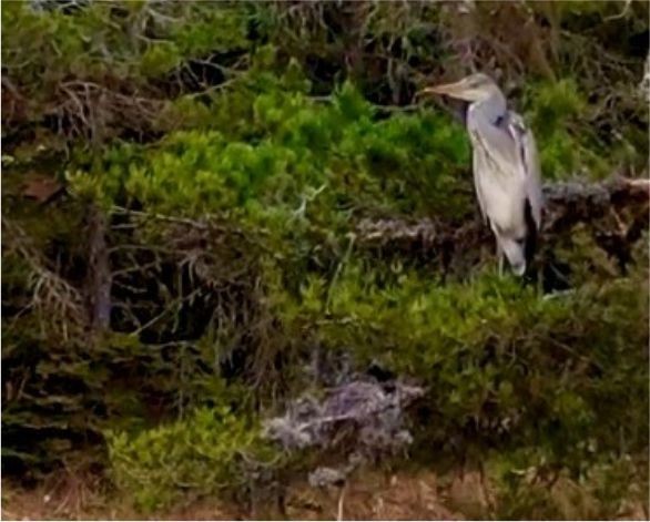 Yaban hayvanları dronla görüntülendi