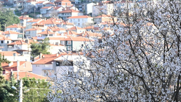 1 İlçede Şubat Sürprizi: Bigadiç’te Ağaçlar Çiçek Açtı