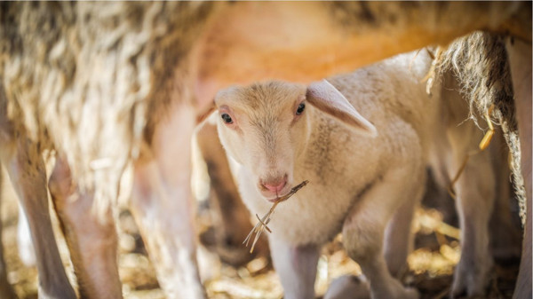 2026 Kurban Bayramı Ne Zaman? Bayram Tatili Kaç Gün, 9 Gün Olur Mu?