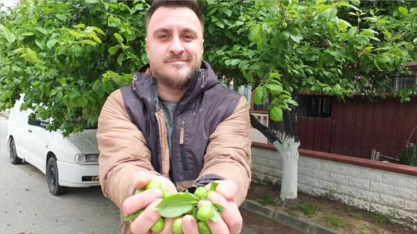 Balıkesir'de Bahar Mevsiminin İlk Papaz Erik Hasadı