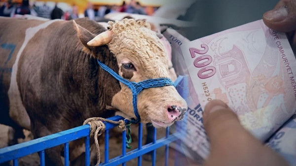 2026 Kurbanlık Fiyatları Ne Kadar?