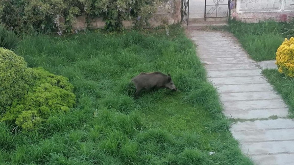 Ayvalık’ta Yaban Domuzları Mahallelere İndi