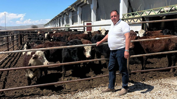 Bigadiç’te Hayvancılığa Düve Desteği: Murat Değer Projeyi Açıkladı