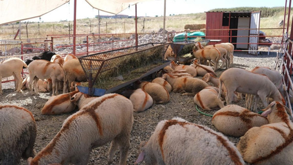 Ayvalık Belediyesi Kurban Bayramı Hazırlıklarını Tamamladı: Mezarlıklar, Satış Alanları Ve Aşevi Bağışları Hazır