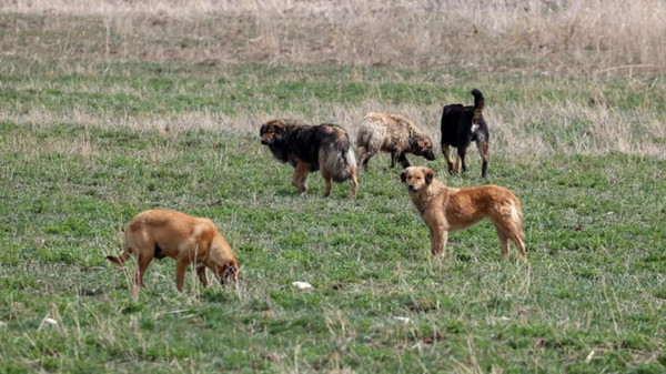 Sokak Köpeği Saldırıları Sonrası İki Belediye Başkanına Soruşturma İzni Verildi