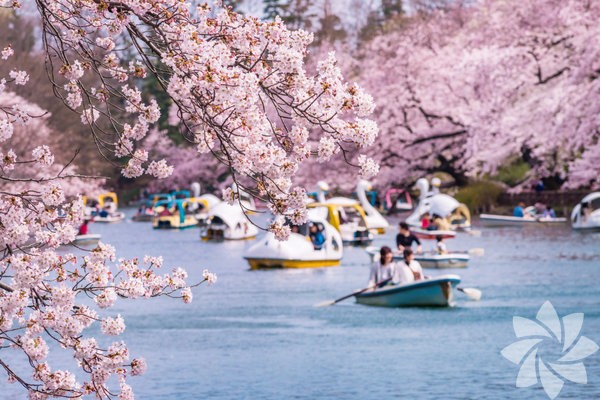 Sakura festivali Hanami