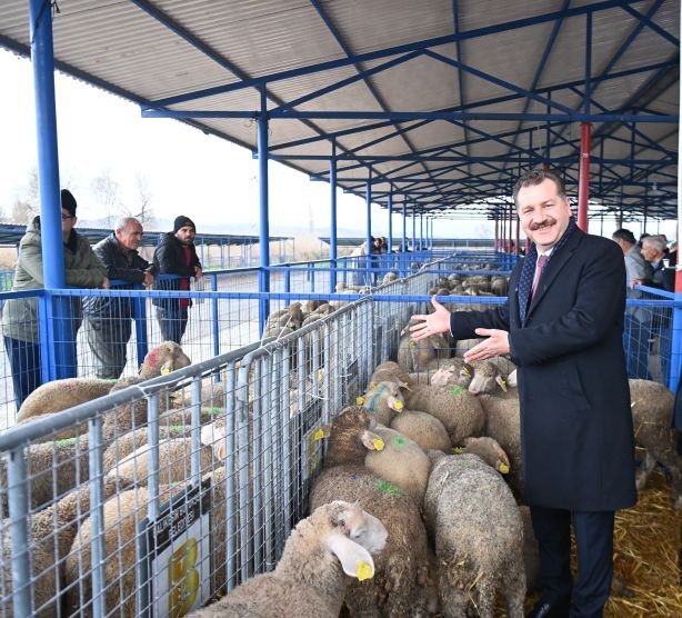 Büyükşehir, Sındırgı’da 550 damızlık dağıttı