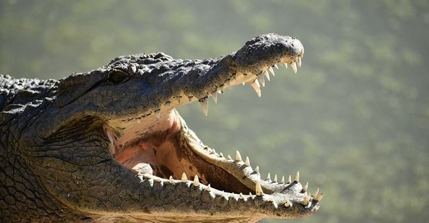 Timsahlar dillerini dışarı çıkaramazlar.