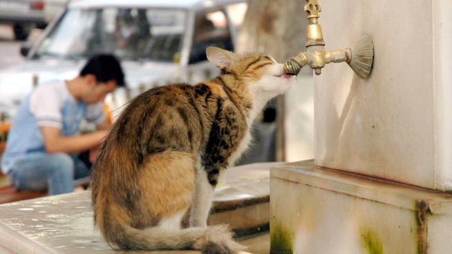 Bilecik`te 5 Eylül 2007`de bölge esnafının beslediği kedi, susuzluğunu şadırvan musluklarından damlayan sularla gideriyor. (Arşiv)