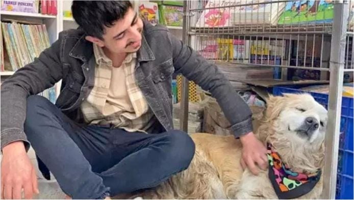 Sokak Köpeği Karamel, Balıkesir’in En Sevimli Maskotu Oldu!