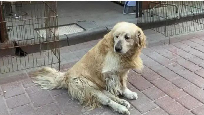 Sokak Köpeği Karamel, Balıkesir’in En Sevimli Maskotu Oldu!