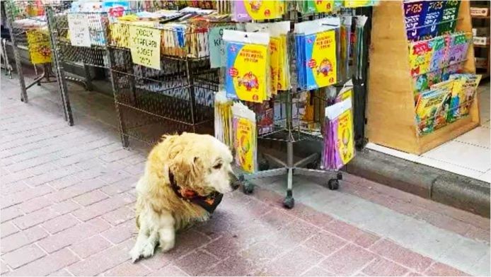 Sokak Köpeği Karamel, Balıkesir’in En Sevimli Maskotu Oldu!