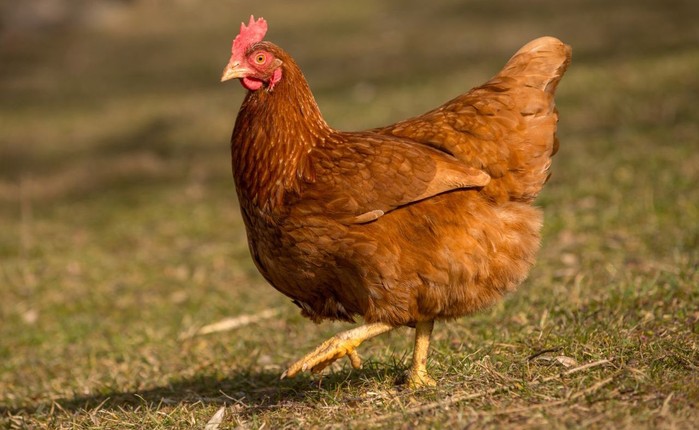 Tavuklar Günde Kaç Adım Atar?