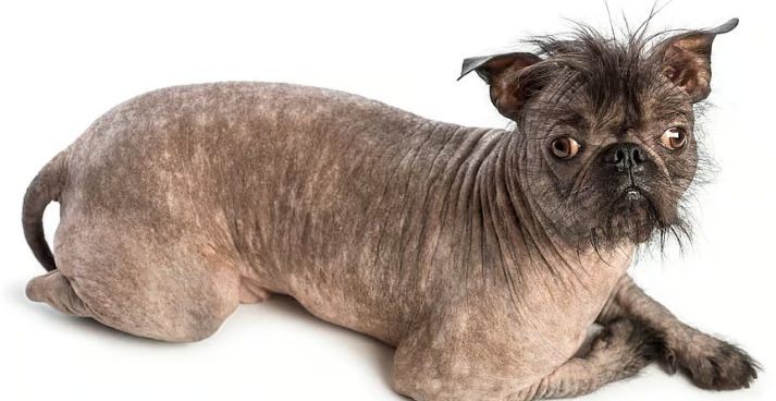 En Çirkin Köpek Günü