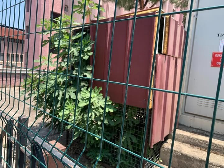 Elektrik Kutusundan Yeşeren Hayat