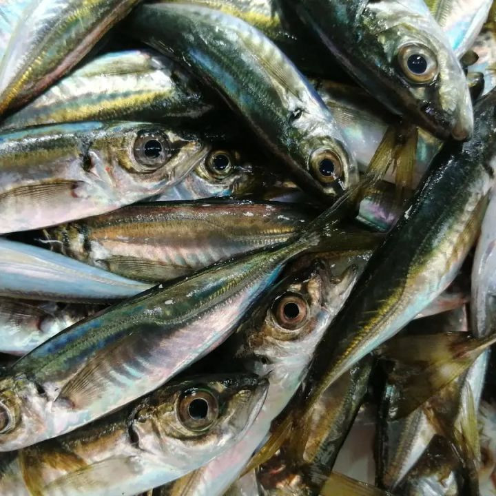 balık