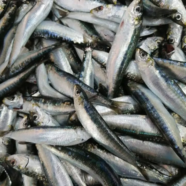 balıklar
