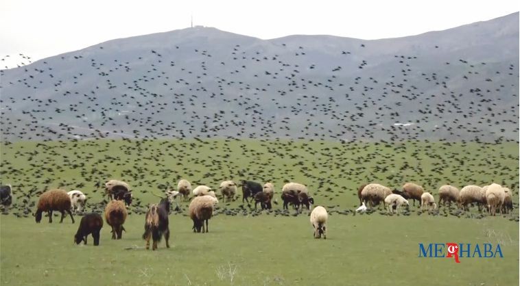 Sığırcık sürüsünün koyunlarla dansı