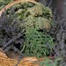 Balıkesir’in Aromatik Bitkileri Nedir?