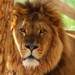 Antalya'da parktan kaçan aslan bulundu mu? Aslan en son nerede görüldü?