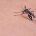 Chikungunya Virüsü Nedir? Nasıl Bulaşır, Belirtileri Nelerdir? Türkiye'de Görüldü mü?