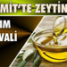Edremit’te Zeytinyağı Tadım Festivali Coşkuyla Başladı