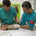 Balıkesir'de Yaralı Bulunan Porsuk Tedavisinin Ardından Doğaya Salındı