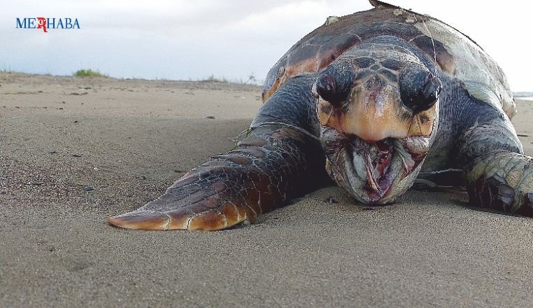 Erdek'te Caretta Caretta