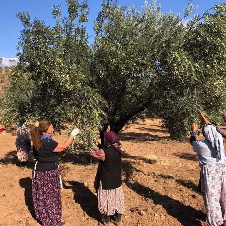 Edremit Körfezi’nde Zeytin Hasadı Başladı - 2. resim