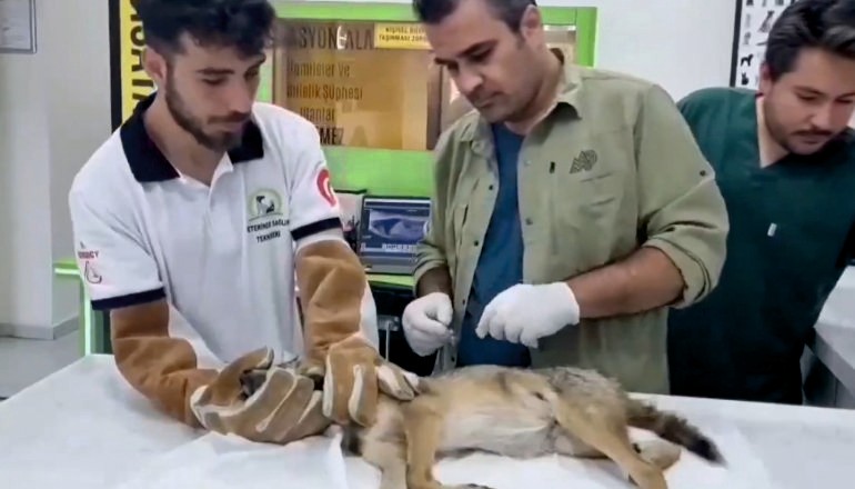 Balıkesir’de Yaralı Çakalın Tedavi Süreci Başladı