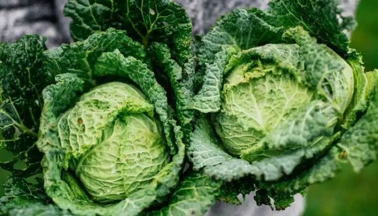 Balıkesir'de Doğal Antibiyotik: Lahana