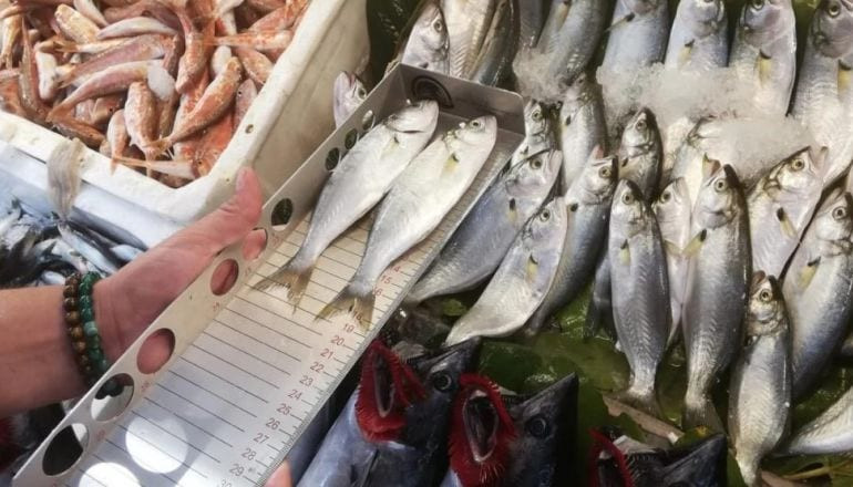 Balıkesir’de Balıkçılara 1380 Sayılı Kanun Denetimi!