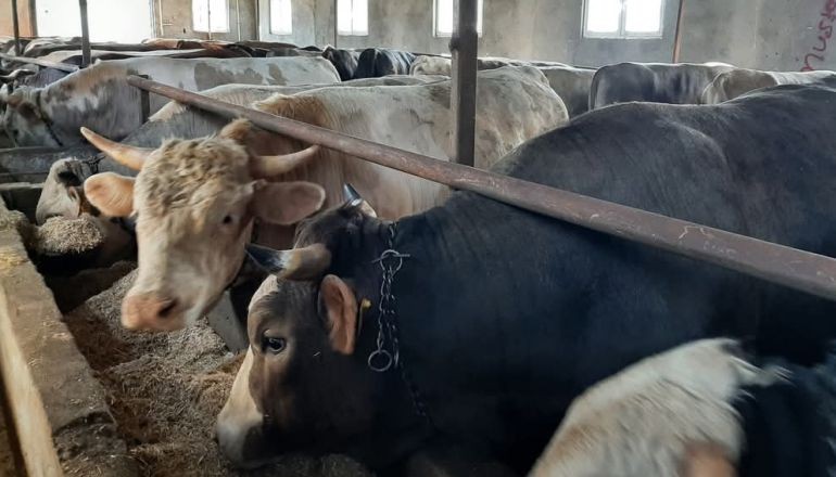 Edremit’te Kurbanlık Satışları Başladı, Pazarlıklar Kızıştı