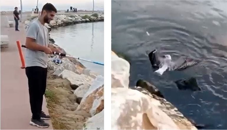 Oltasına Balık Değil Martı Takıldı!
