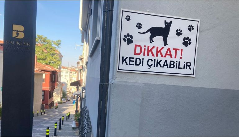 Kediye En Önem Veren Şehir Şaşırttı