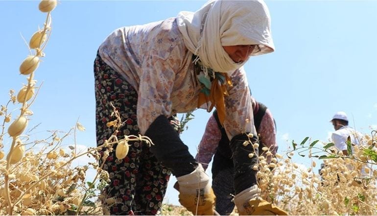 Kepsut Nohudundan Yapılacak Yemekler