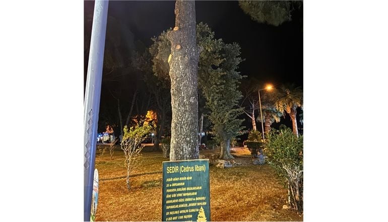 Burhaniye’de Dalı Budağı Kırılanların Gövdesi Konuşuyor!
