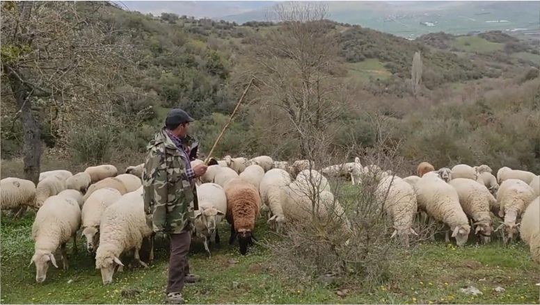 Balıkesir’de Çobanların Bir Günü Nasıl Geçiyor?