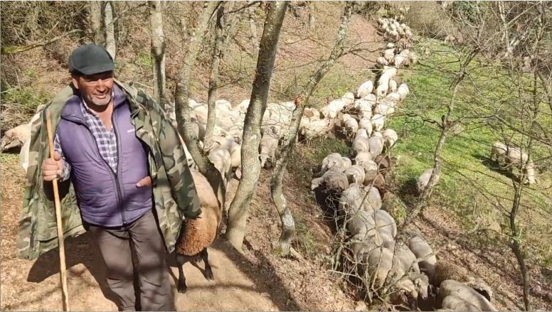 Balıkesir’de Çobanların Bir Günü Nasıl Geçiyor?