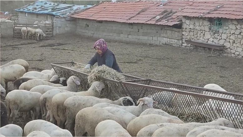Balıkesir’de Çobanların Bir Günü Nasıl Geçiyor?