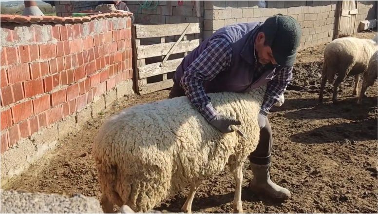 Balıkesir’de Çobanların Bir Günü Nasıl Geçiyor?